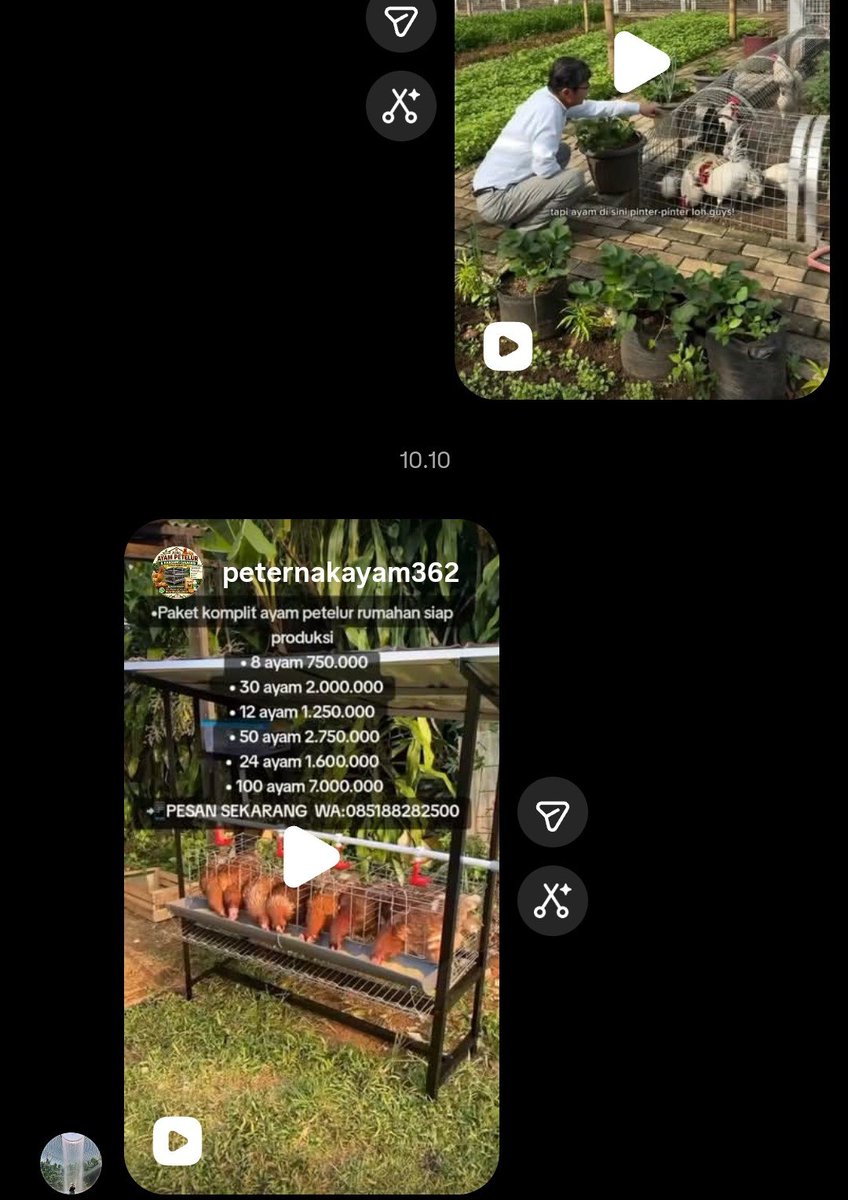 maayang__'s tweet photo. Aku : nanti kalau pulang aku mau ternak ayam petelur deh biar gak bosan.

Tanteku ngomel² gak suka ayam, soalnya sebel rumahnya di 💩 ayam tetangga tiap hari jadi benci sama ayam 😭 https://t.co/l12MhYdfds