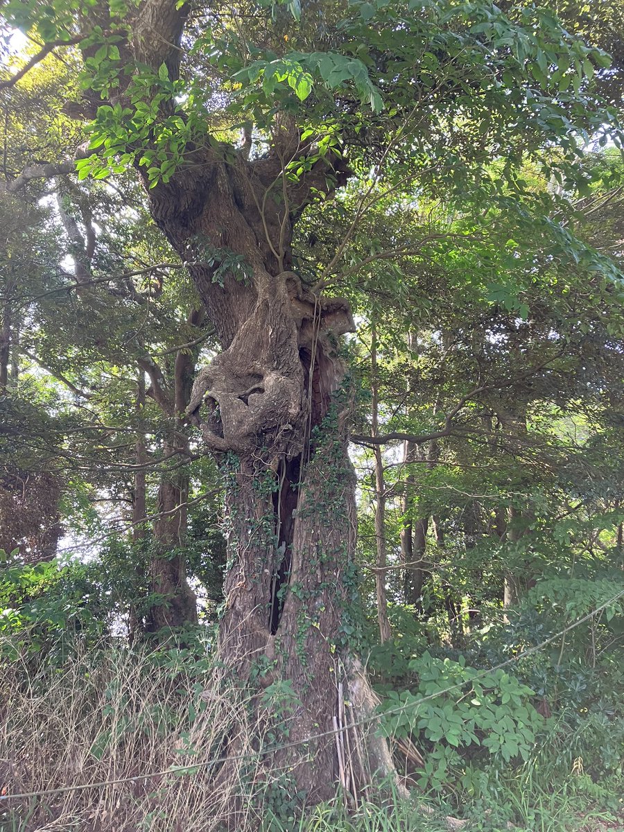 boabored's tweet photo. 控えておりましたが記録も兼ねて…🙇‍♂️
二十六〜七日にかけての #房聰三國神社御朱印巡り は市原市 #草刈大宮神社 #鶴峯八幡宮 #養老山立國寺 を巡り #養老温泉郷 #川の家 さんにて一泊、外房に抜けて #國吉神社 #出雲大社上総教会 #瀧口神社 #遠見岬神社 #一松神社 #白子神社 に上がらせて頂きました🙏 https://t.co/qmSk1U0fTs