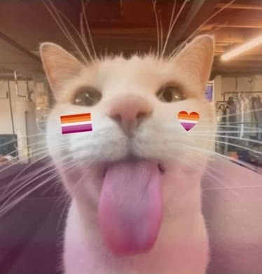 LaDermq's tweet photo. holii, busco amigas lesbianas :3 #lgbt https://t.co/HpRWmGp54u