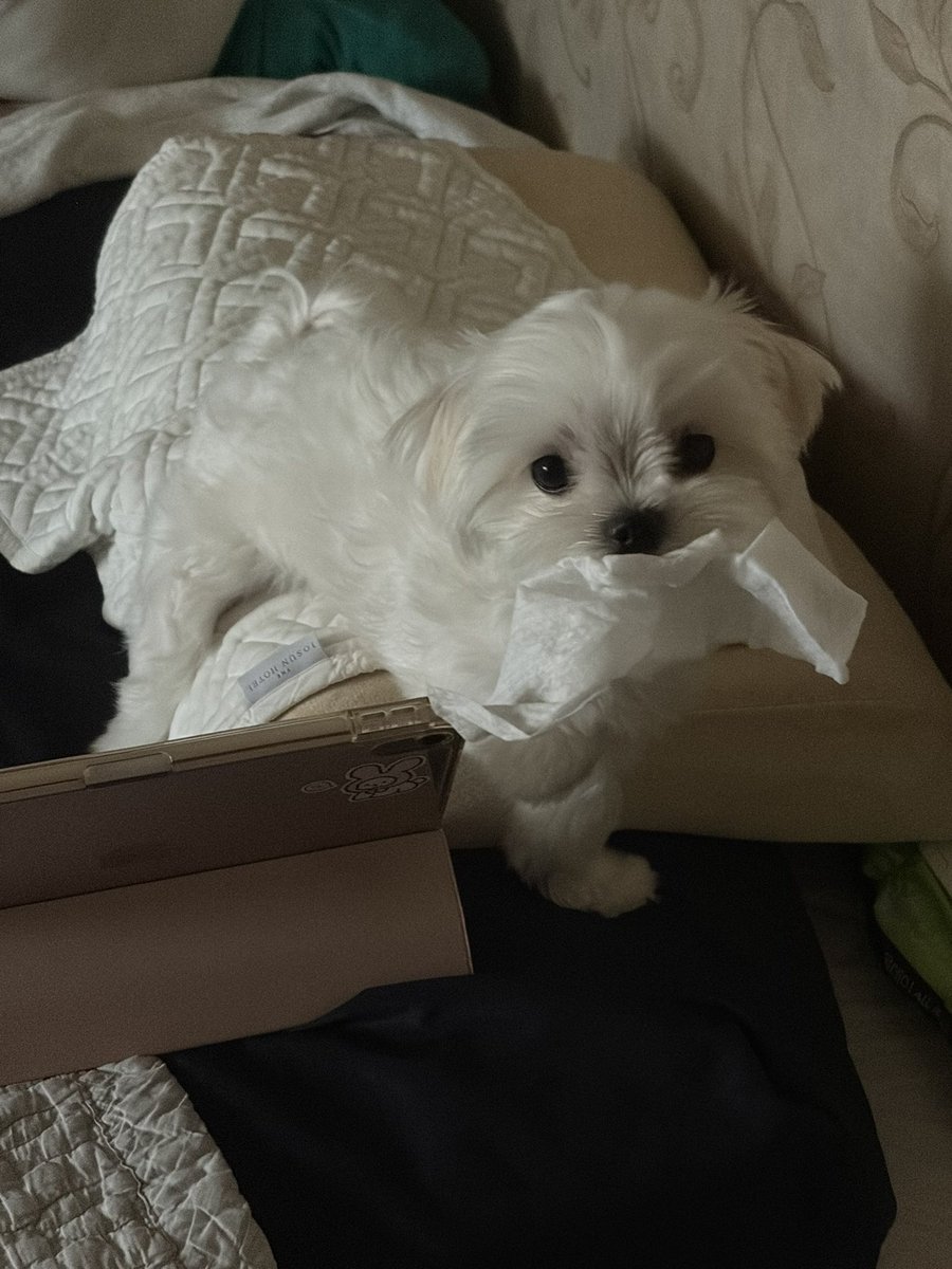 riceloverscluv's tweet photo. 물티슈도둑 https://t.co/J9vAlv9UiM