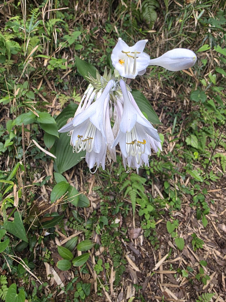 ParksNaganuma's tweet photo. オオバギボウシの花が咲いていました。淡い花色が涼しげでした。花を見つけると少しだけ暑さが和らいだような気持ちになります。

 #長沼公園　#植物 #自然散策 https://t.co/tFORnmUa1q