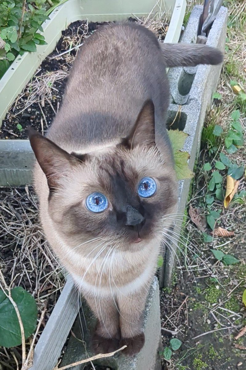 hw6k9nqZYjQ2cbp's tweet photo. コニャ😺🐾 https://t.co/Bq1y8Dt6rH