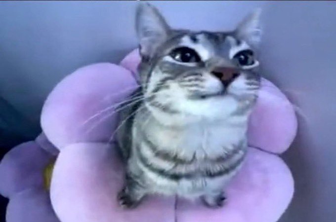 walten366590's tweet photo. gato https://t.co/2fj3W5MCQl