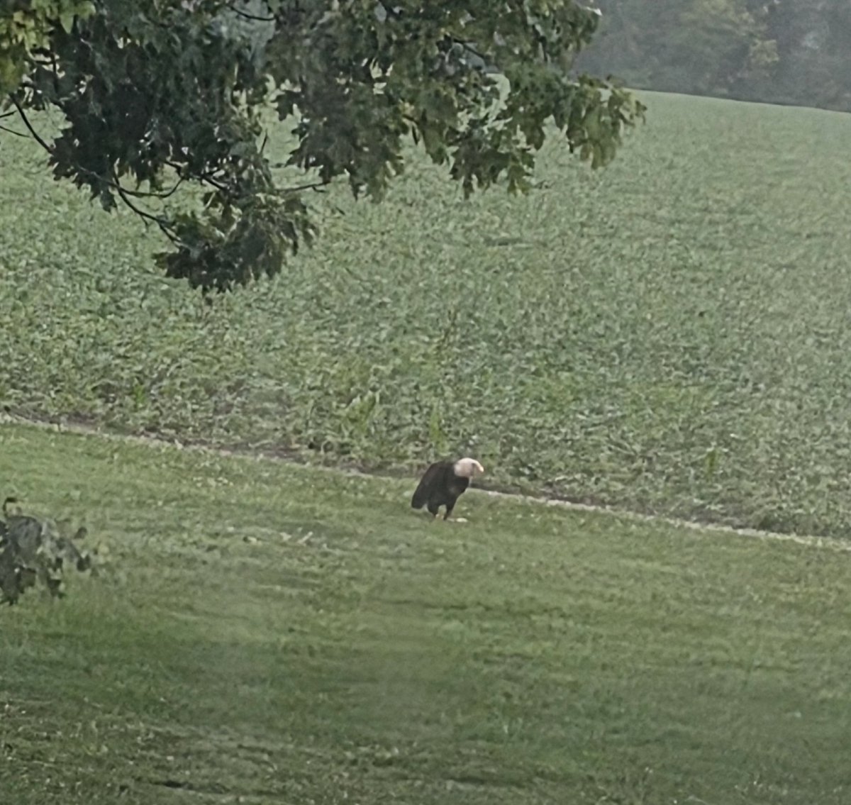 DiebertWal15332's tweet photo. I had eagles eating a dead woodchuck in my backyard. https://t.co/Lb2nmxLie3
