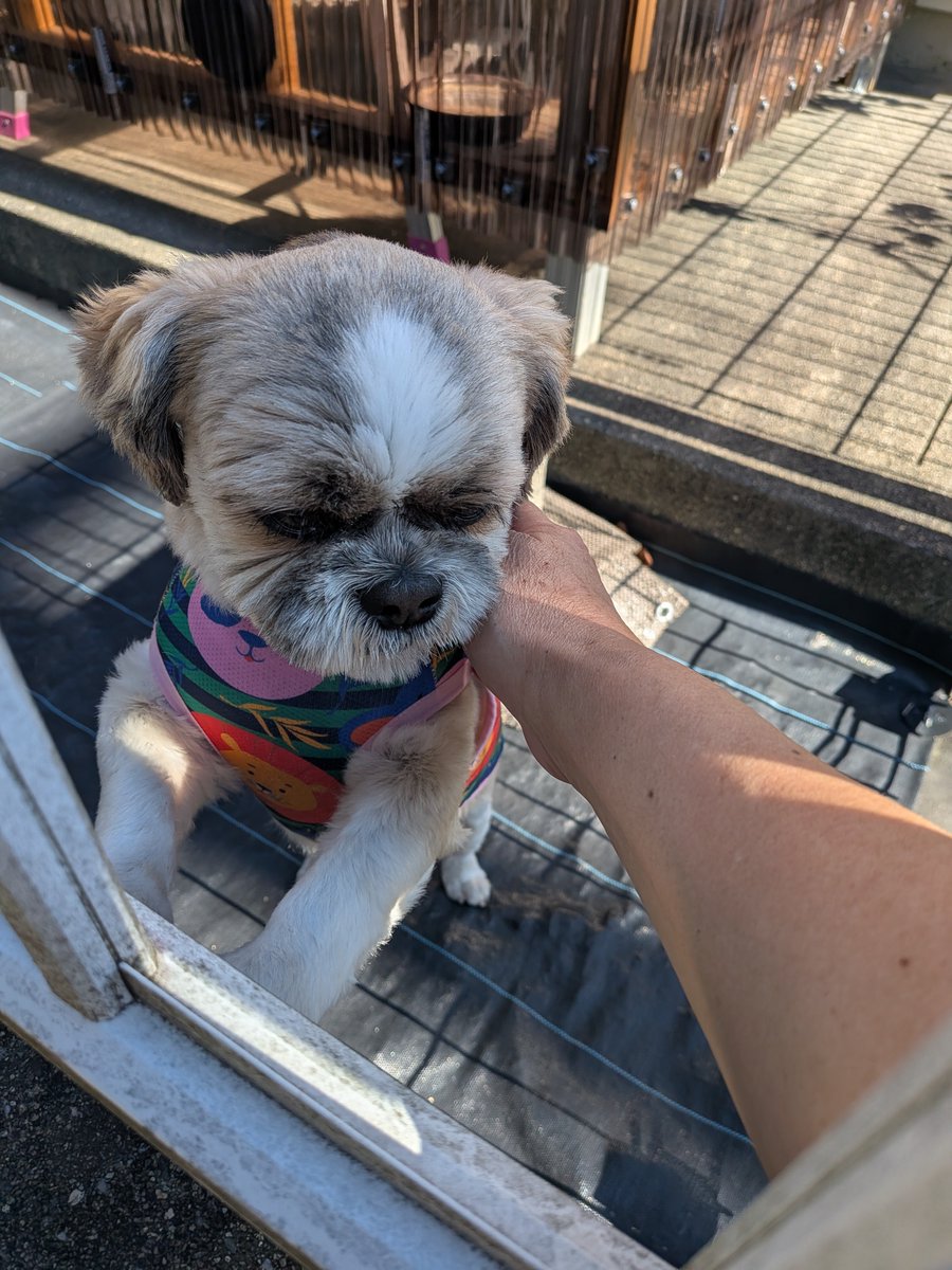 mamariyu's tweet photo. お隣さんの🐶可愛い子😆
時々お外に出てることがあるのだけど、最近は朝でも暑いのでなかなか会えなかった。今朝は久々に会えた。いつも愛想してくれて可愛い〜⤴️🥰 #ペットロス を癒してもらってる☺️ https://t.co/OtOUdey2Y5