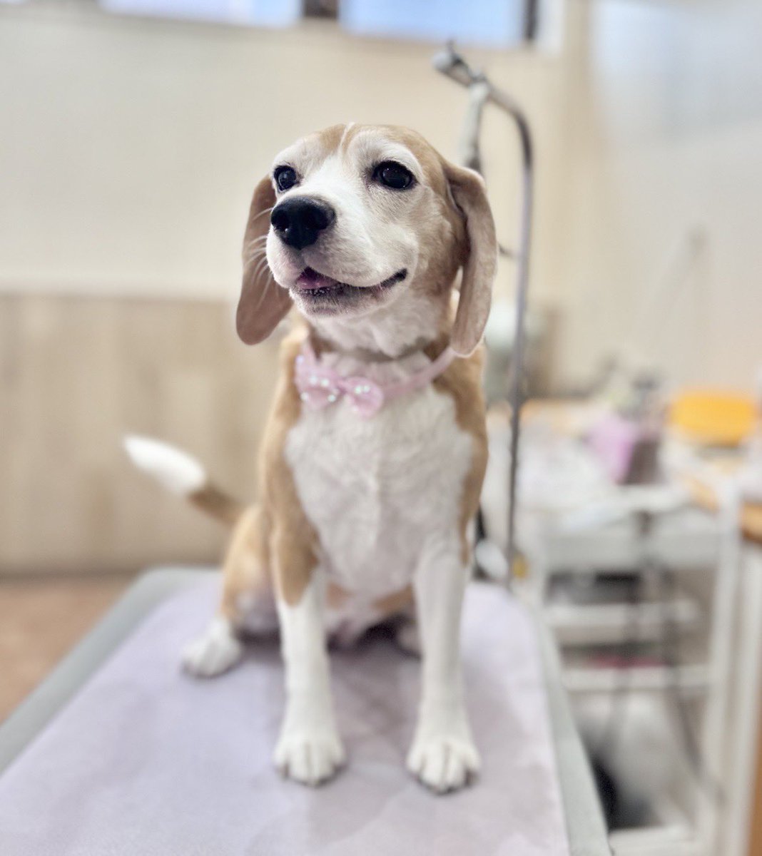 Beagle_0217's tweet photo. トリミングに行くたびに、家の中では見せたことのない素敵な表情を見せるりんごさん🍎🐶#ビーグル #Beagle https://t.co/qTU3Cz64oq