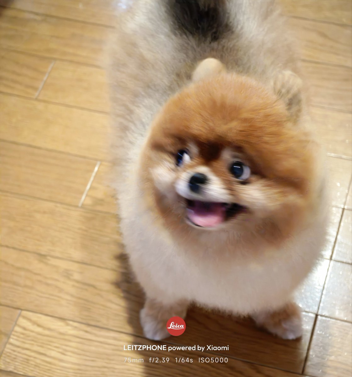 kesogo's tweet photo. #SPCX 
えー！ここまで下がったの！？
#ポメラニアン #leitzphone https://t.co/8r6gh6mHf2