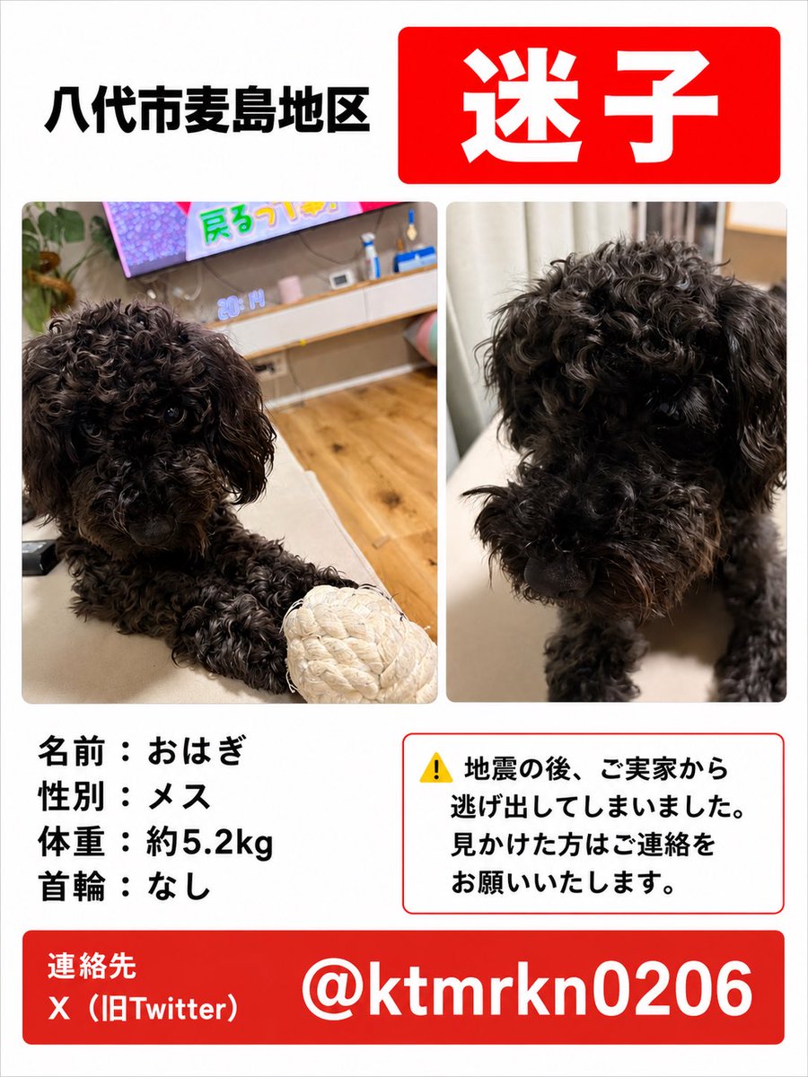 maigo_pet00's tweet photo. 🚨 迷子のわんちゃんを探しています

地震の後、八代市麦島地区のご実家から逃げ出してしまいました。

現在も行方が分かっていません。

🐶 名前：おはぎ
・メス
・体重 約5.2kg
・黒色のわんちゃん
・首輪なし

怖がっている可能性が高いため、見かけた際は無理に追いかけず、目撃場所や進行方向などの情報をお知らせいただけると助かります。

📩 目撃情報・保護情報はこちらまで
X：@ktmrkn0206

一日でも早くお家へ帰れるよう、シェア・保存でのご協力をお願いいたします。