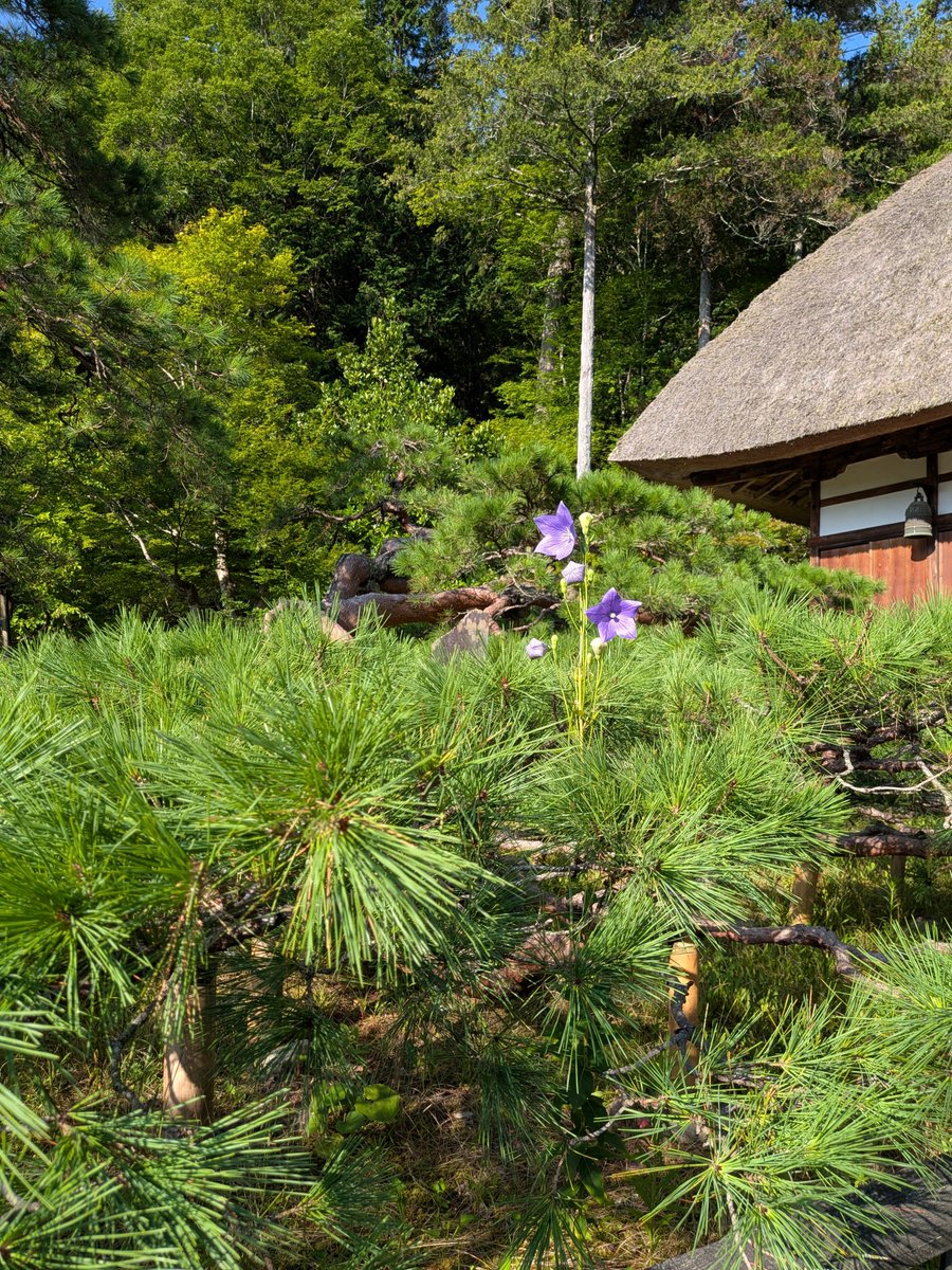 KitamukiS's tweet photo. このたびの熊本での地震により、被災された皆様に
心よりお見舞い申し上げます。

被害の報に接し、心を痛めております。
不安な日々が少しでも早く安らぎへと変わりますよう、
お祈り申し上げます。

合掌 https://t.co/25ctMCm3o7