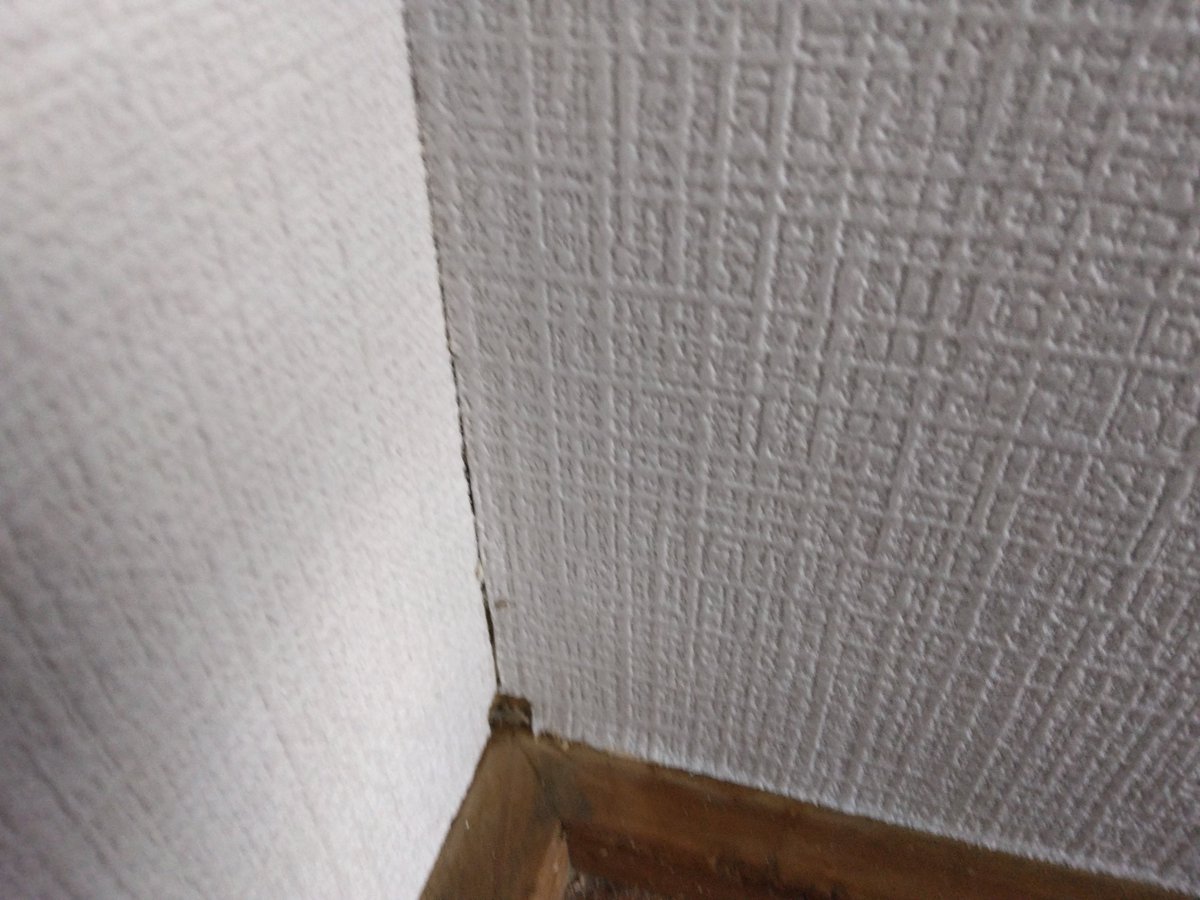 cellbururu's tweet photo. 賃貸の修繕あり不動産屋さんが知り合いの内装屋さん使ってほしいと頼まれて入ってもらってたけど下手すぎて
『これはさすがにひどいですよ』
『私の方綺麗に貼れますよ』
って言ったら
『じゃあお前がやれよ』って言葉を残しお昼前に帰ってしまったんやで
お盆前に工事完了させないといけないしわいのとこの内装屋さんはお盆前は無理って言うからホントにわいが貼るしかないかもやで

わい壁紙は貼ったことないんやで