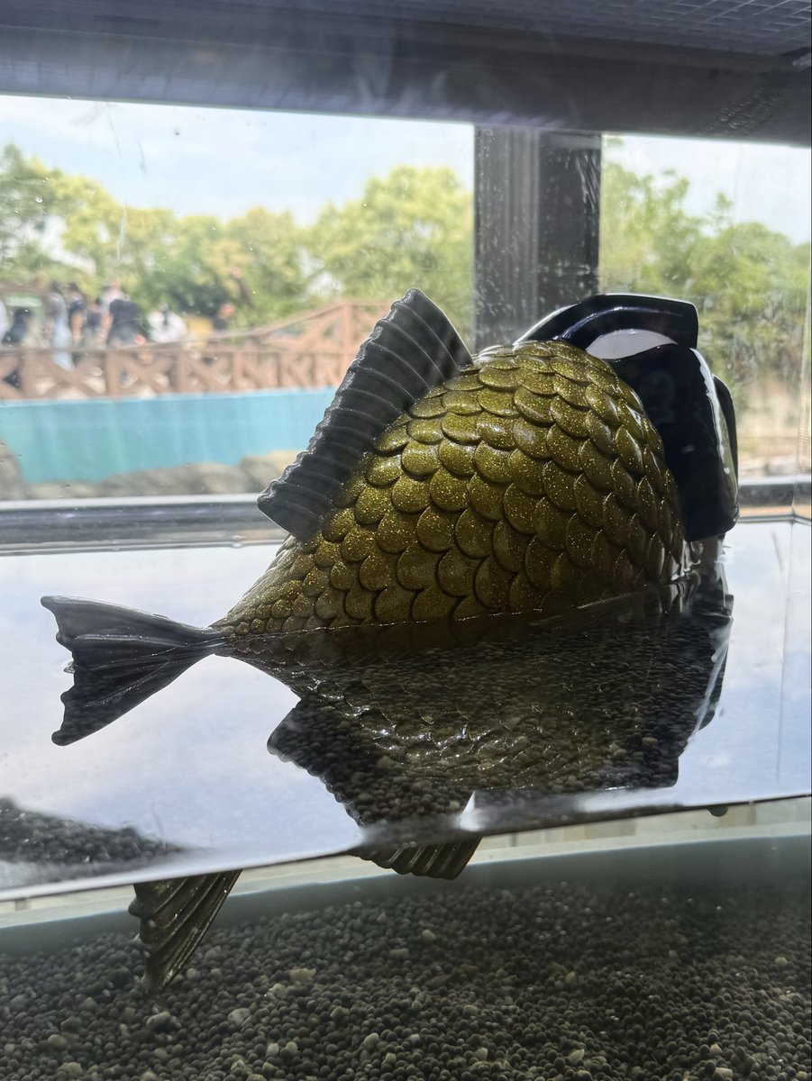Itsuki_SDR's tweet photo. 近海で採れたマツケン、近海で採れたマツケンじゃないか！#マツケン水槽

#八景島シーパラダイス #シーパラ #マツケンまみれまみれ https://t.co/NAGtUmhz9v