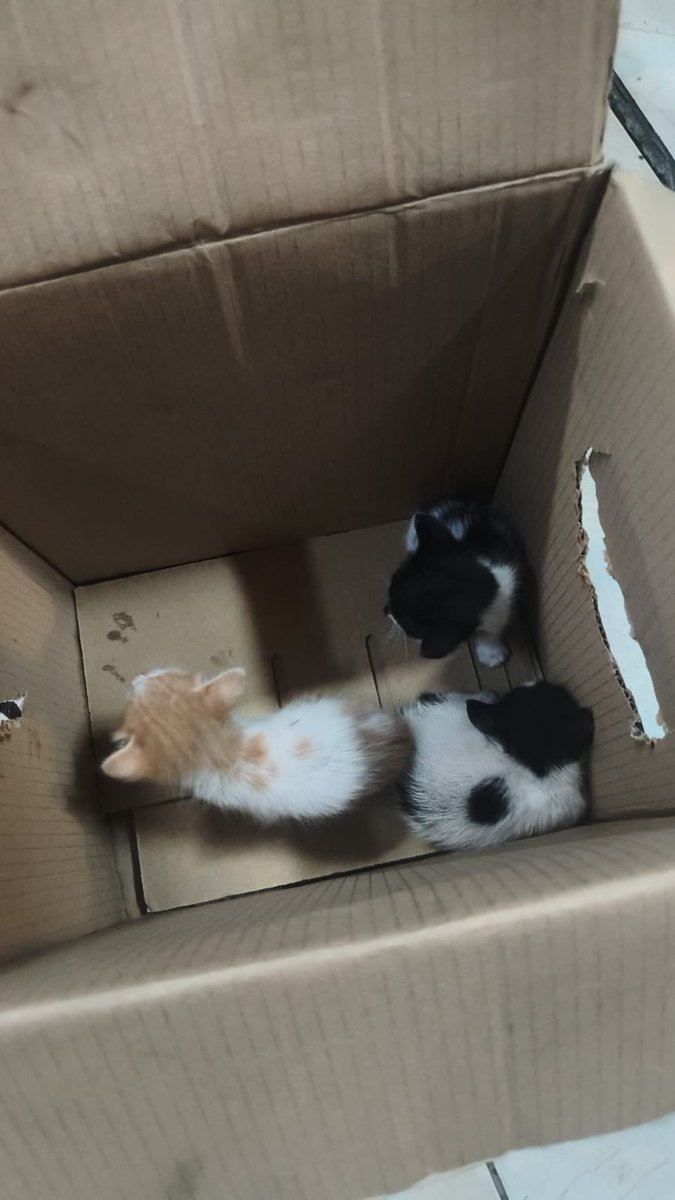 joha_jcrt's tweet photo. Hola amikos, requiero de su ayuda para poder encontrarles un hogar a estos gatitos, los dejaron aquí botados 😔😔😔 tengo hasta mañana para encontrarles un hogar, me puedo quedar con uno pero no quiero dejar a los otros en la calle 😭 https://t.co/0rrurddUwP