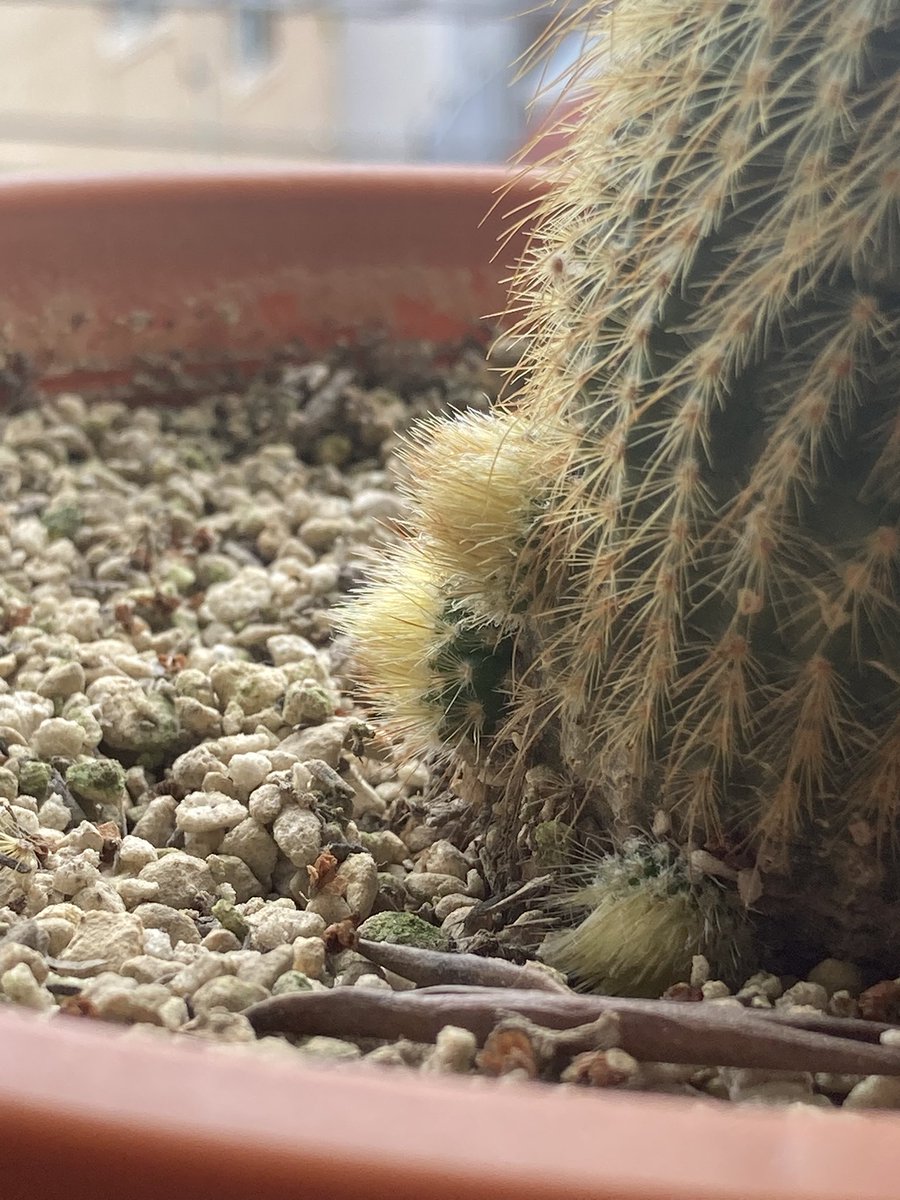 mayakomu's tweet photo. サボテン🌵、蕾かなと思っていたら子株っぽい。ぐるっと一周、沢山生えて来てるんだけど、これどうなるんだろう笑
自由にさせてみる😁 https://t.co/PjJHFMaOLJ
