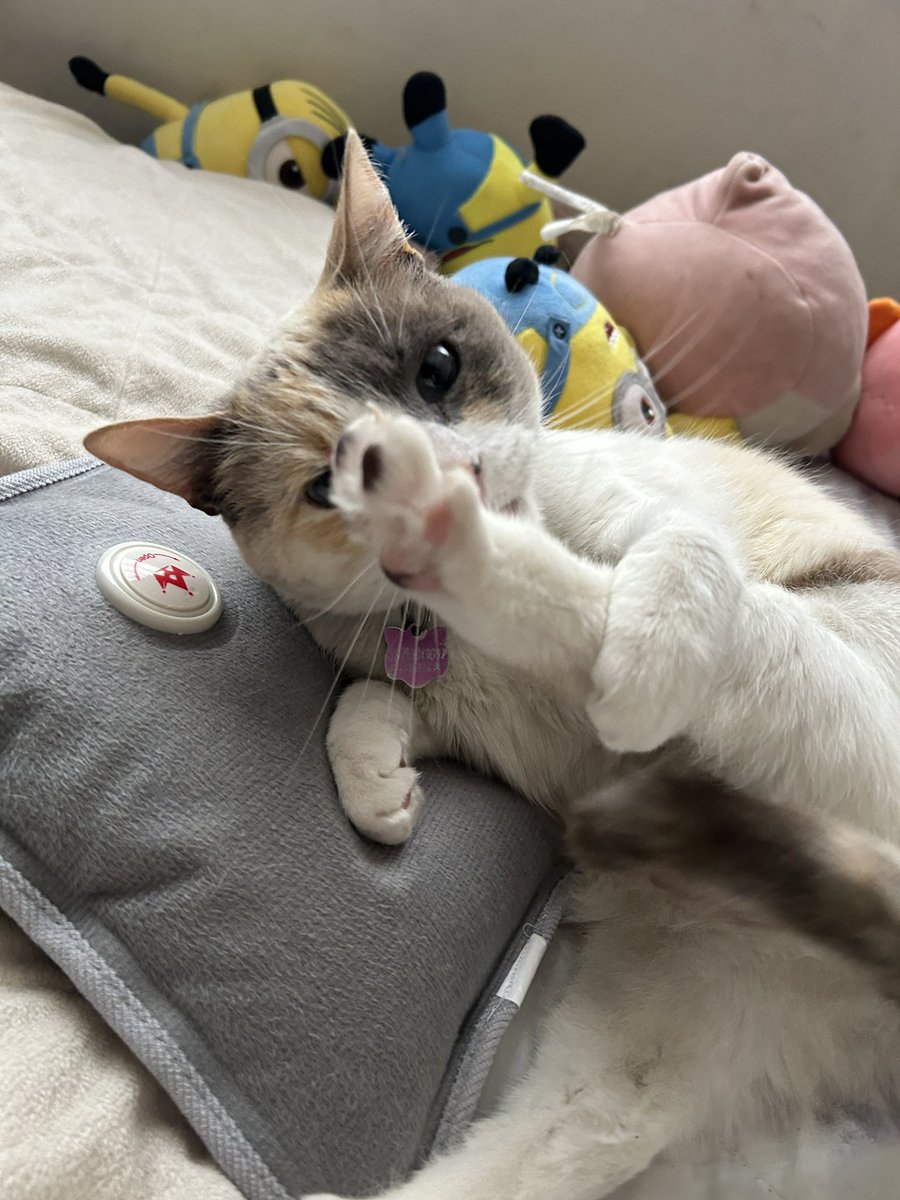 feferchisss's tweet photo. lo único que me interesa es mi bebita https://t.co/SAhmp4YNR5