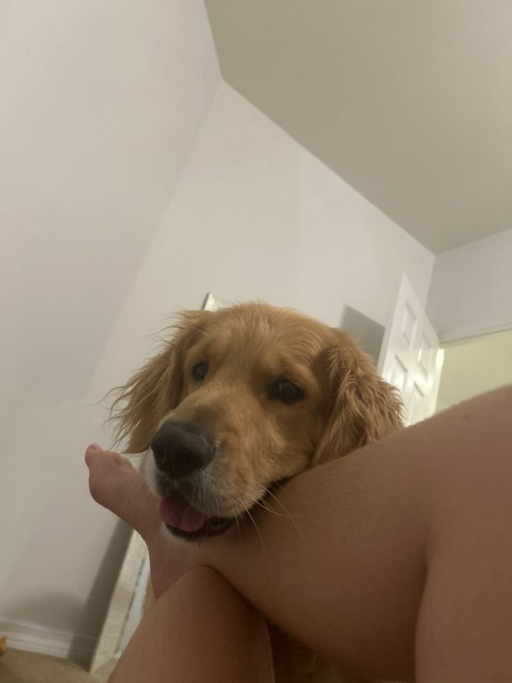 Sabrinapawquy's tweet photo. Come satisfy your fantasy as you watch me get knotted by my beast 🐶🐾Curiousity ride to adventure 
https://t.co/0xkfu2SFUI…

#doglover #dogknotting #dogsex #knotty  #dog #puppy #dogwhore #dogwoman #transgender  #dogwhore #artofzoo #zoocontents #beastiality #taboocontents https://t.co/KeGsdjRiPm