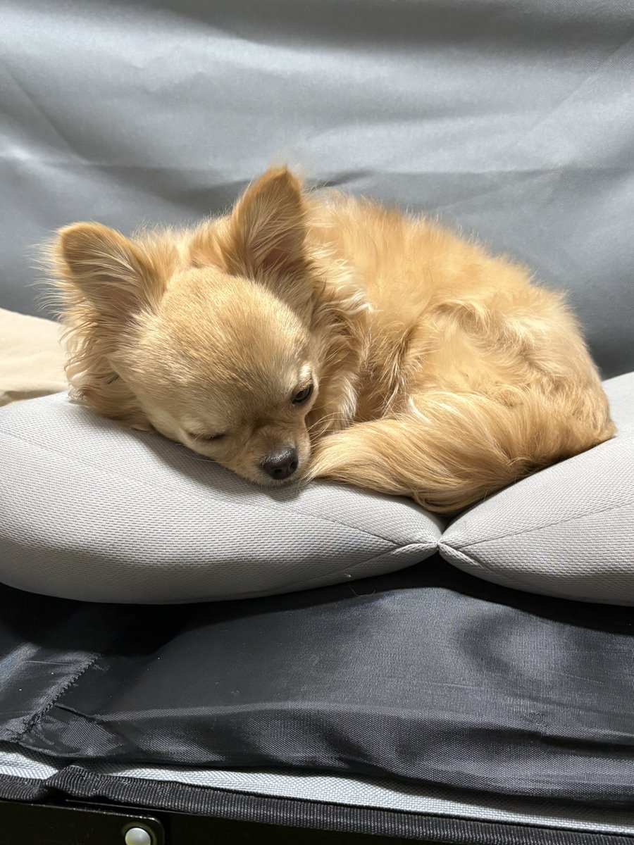 LatteChiLife's tweet photo. お昼寝しながら、
仕事サボってないか監視中🐶💤👀

寝るのも仕事なので、
忙しいんです。

#チワワ
#ロングコートチワワ
#犬のいる暮らし
#犬好きさんと繋がりたい https://t.co/1dLPQBJgtj