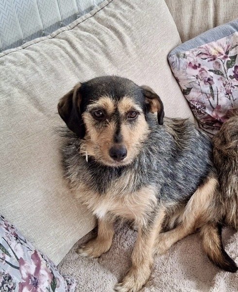 Missing Pets GB tweet media