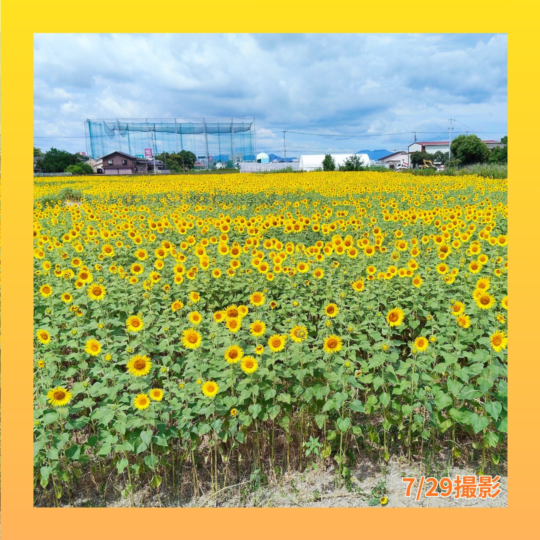 SagabaiOfficial's tweet photo. ＼【毎年恒例】「 #ひょうたん島公園 」の #ひまわり  🌻／

#ひまわり持ち帰り 8/1（土）から！☺

佐賀市農業振興課0952-40-7116
https://t.co/SL4KFJCC2b https://t.co/FwbLqyNPCJ