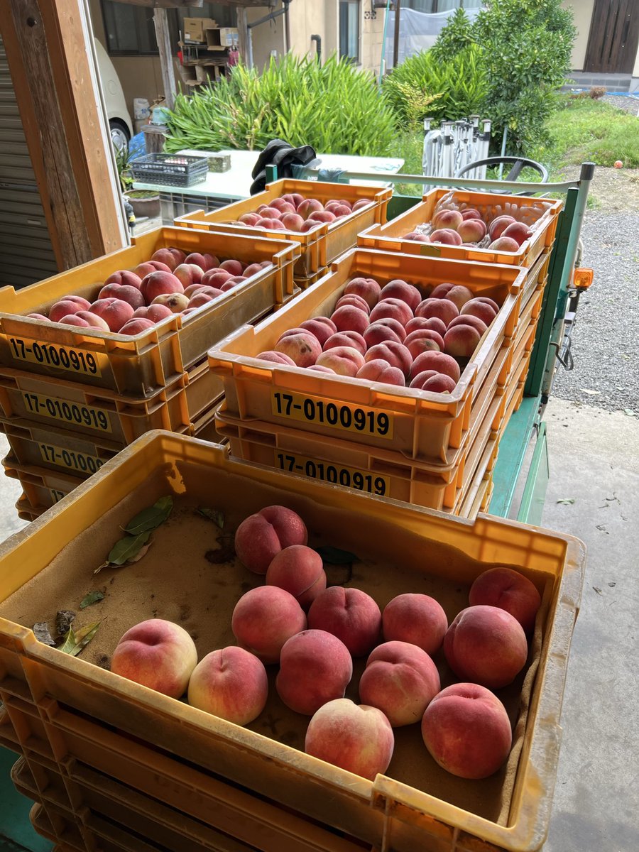 geboruchan's tweet photo. 福島県産桃✨
ピーチピチ🍑
これは、まどか。
甘い。大きい✨
 #福島県産
 #福島
 #桃
 #モモ
 #まどか https://t.co/n650DY3nqV