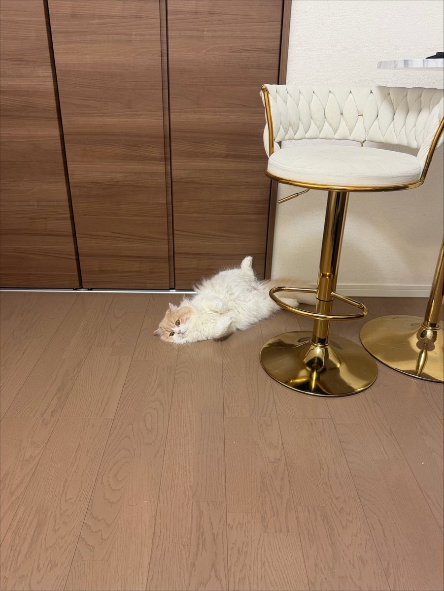 negima20240223's tweet photo. 【速報】

本日のおちま(落ちているねぎま)を
観測しました。 https://t.co/JPxwur4RMU