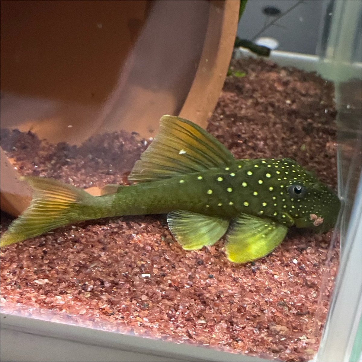 IORin0000301's tweet photo. いつの間にかコリドラスピグミーとレモンフィンとポリプテルスセネガルス(アルビノ)が増えています🤔 https://t.co/xn2GwJIWM6