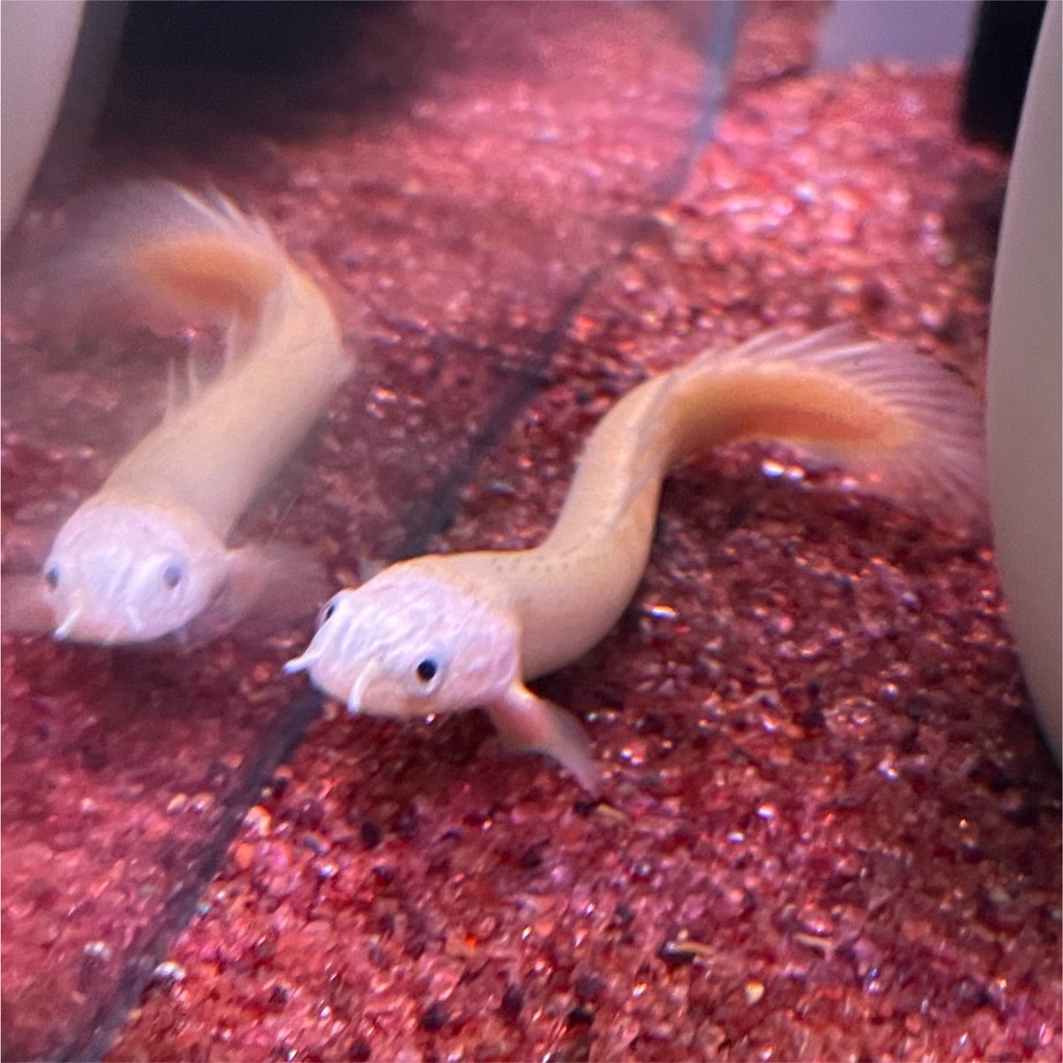 IORin0000301's tweet photo. いつの間にかコリドラスピグミーとレモンフィンとポリプテルスセネガルス(アルビノ)が増えています🤔 https://t.co/xn2GwJIWM6