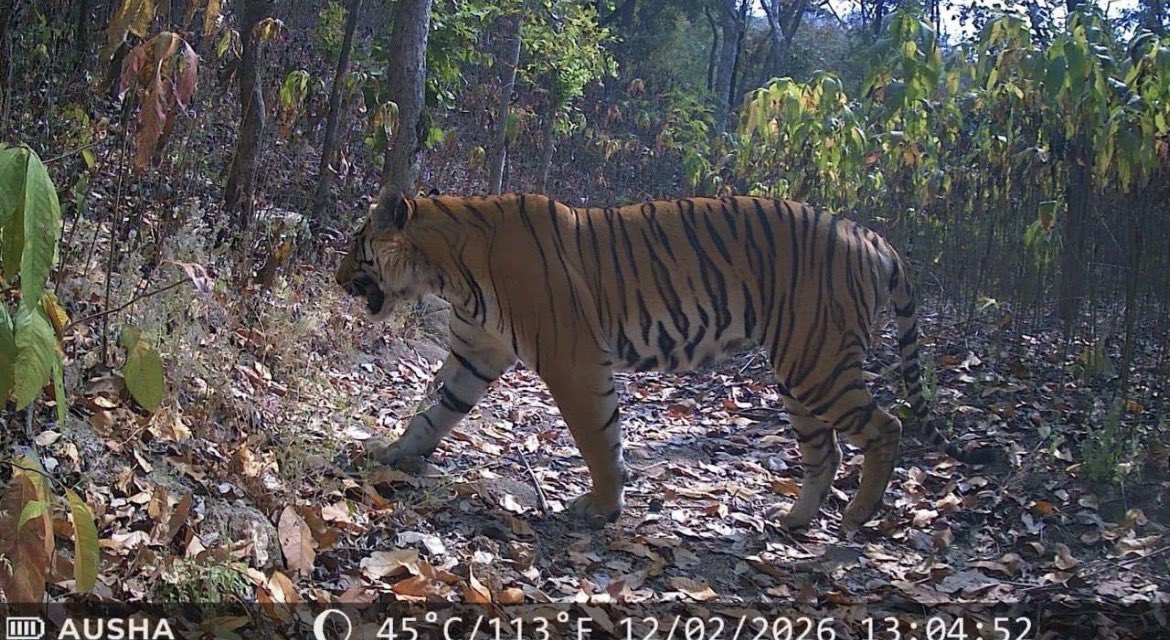 gaurravbhrdwj's tweet photo. Over the past 3–4 years, two male tigers from Ratapani Tiger Reserve in Madhya Pradesh 80% and May be come through corridors from melghat tiger reserve 20% have reached the forests of Gujarat at different times. One of these tigers, which set out earlier on its journey, had reached the forests of Godhra district. Currently, however, one male tiger has been roaming for more than a year in the forests of Chhota Udepur, within the Satpura mountain range. These are the same hills that form a vast network-like expanse extending up to Dahod, Vadodara and Godhra. Their twin also connects with Dungarpur in Rajasthan although these are the Aravallis.
This landscape is strongly linked to Ratapani Reserve through a corridor. One part of it also connects from Melghat Tiger Reserve in Maharashtra via Omkareshwar and Mhow. This tiger has not arrived here through any weak corridor. It is an extremely strong corridor, rich with future possibilities, which urgently needs to be refined and strengthened today.
WII and NTCA have also spoken of direct connectivity of the forests from Melghat and Ratapani through Dewas, Omkareshwar, Mhow and Indore. This corridor is not only extremely strong but is also covered with dense forests.
It is not as if there are no tigers in this corridor at present. From my conversations with forest officials of Indore and Mhow, I learnt that evidence of the presence of 6–8 different tigers has been recorded in this corridor, and their numbers are continuously increasing. Some of these sightings have been registered from the Omkareshwar side. On this basis, I would not be exaggerating if I say that some of these tigers are carrying Melghat genes while others carry Ratapani genes. If I am proven right, in the next 10 years this corridor will emerge with a strong tiger presence.
For better connectivity and security, one measure we can take is to create two separate tiger landscape (reserves) here, so that there is no lapse of any kind in protection. From my experience, however, this corridor is relatively safe from poachers. The patrolling by forest staff here is extremely strong and effective.
Speaking from my experience, Omkareshwar Wildlife Sanctuary to Mhow and Indore Forest Division should be declared a joint tiger landscape. If we review the results after 10 years, the outcomes will be far better and more splendid than expected. This landscape currently has the capacity to hold more than 100 healthy tigers across an extensive area. We can improve this further and, by including kheoni Wildlife Sanctuary and the Ratapani corridor, take the capacity up to 200 tigers.
In the districts of Guna, Vidisha, Ashoknagar, Sehore and Dewas, several thousand herbivores are damaging crops in the fields. These animals should be relocated into these corridors so that food availability for the tigers remains intact.
This experiment, I say from my experience, will succeed. For the rest, tigers are already slowly moving ahead and registering their presence in newer and newer locations. #tigerourpride #bigcatprotection #tigerlandscape #wildlifeconservation #tigerindahod