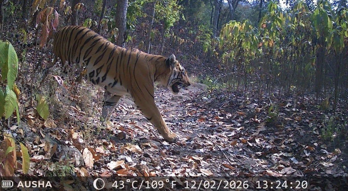 gaurravbhrdwj's tweet photo. Over the past 3–4 years, two male tigers from Ratapani Tiger Reserve in Madhya Pradesh 80% and May be come through corridors from melghat tiger reserve 20% have reached the forests of Gujarat at different times. One of these tigers, which set out earlier on its journey, had reached the forests of Godhra district. Currently, however, one male tiger has been roaming for more than a year in the forests of Chhota Udepur, within the Satpura mountain range. These are the same hills that form a vast network-like expanse extending up to Dahod, Vadodara and Godhra. Their twin also connects with Dungarpur in Rajasthan although these are the Aravallis.
This landscape is strongly linked to Ratapani Reserve through a corridor. One part of it also connects from Melghat Tiger Reserve in Maharashtra via Omkareshwar and Mhow. This tiger has not arrived here through any weak corridor. It is an extremely strong corridor, rich with future possibilities, which urgently needs to be refined and strengthened today.
WII and NTCA have also spoken of direct connectivity of the forests from Melghat and Ratapani through Dewas, Omkareshwar, Mhow and Indore. This corridor is not only extremely strong but is also covered with dense forests.
It is not as if there are no tigers in this corridor at present. From my conversations with forest officials of Indore and Mhow, I learnt that evidence of the presence of 6–8 different tigers has been recorded in this corridor, and their numbers are continuously increasing. Some of these sightings have been registered from the Omkareshwar side. On this basis, I would not be exaggerating if I say that some of these tigers are carrying Melghat genes while others carry Ratapani genes. If I am proven right, in the next 10 years this corridor will emerge with a strong tiger presence.
For better connectivity and security, one measure we can take is to create two separate tiger landscape (reserves) here, so that there is no lapse of any kind in protection. From my experience, however, this corridor is relatively safe from poachers. The patrolling by forest staff here is extremely strong and effective.
Speaking from my experience, Omkareshwar Wildlife Sanctuary to Mhow and Indore Forest Division should be declared a joint tiger landscape. If we review the results after 10 years, the outcomes will be far better and more splendid than expected. This landscape currently has the capacity to hold more than 100 healthy tigers across an extensive area. We can improve this further and, by including kheoni Wildlife Sanctuary and the Ratapani corridor, take the capacity up to 200 tigers.
In the districts of Guna, Vidisha, Ashoknagar, Sehore and Dewas, several thousand herbivores are damaging crops in the fields. These animals should be relocated into these corridors so that food availability for the tigers remains intact.
This experiment, I say from my experience, will succeed. For the rest, tigers are already slowly moving ahead and registering their presence in newer and newer locations. #tigerourpride #bigcatprotection #tigerlandscape #wildlifeconservation #tigerindahod