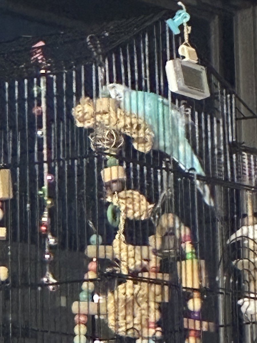 hachixco's tweet photo. 発情期でイライラしてるK氏🦜
おもちゃに八つ当たりしてる😱

食事量だいぶ減らしてるのに太ったし
何でだろう？ https://t.co/s18EfoU1Bq