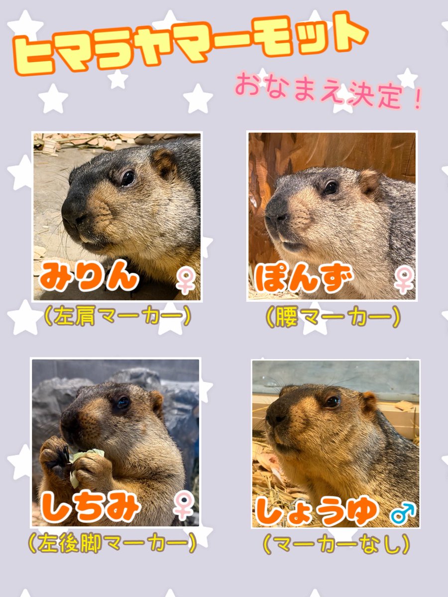 doubutsutominna's tweet photo. 【ヒマラヤマーモットのお名前決定！】

ヒマラヤマーモット4匹の名前が決定致しました🎊

身体には見分けがつくようオレンジのマーカーがついています！
ぜひお名前と照らし合わせて、探してみてくださいね♪

#霞ケ浦どうぶつとみんなのいえ
#ヒマラヤマーモット https://t.co/TixDiWTDsg