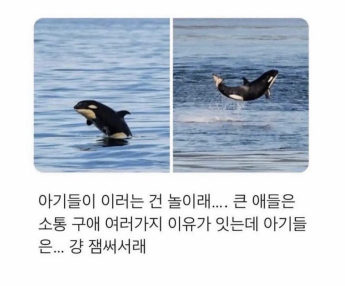 zzalminer's tweet photo. 아기 범고래의 힘찬 도약! https://t.co/fAAkPp35RE