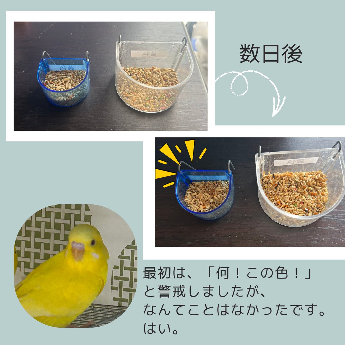 lig_kobe's tweet photo. ＼ 八千代セキセイインコ11羽の里親さん随時募集中！ ／
エサ入れ・水入れはどんな色を使っていらっしゃいますか。
透明、色付き、さまざまかと思います。
これまでのご相談では、「透明」のエサ入れを使っている飼い主さんが圧倒的に多いようです。
理由は「食べやすいから」とのこと。

健康に問題ない鳥さんの場合、テーマは「食べにくさ」だとお伝えしています。人と暮らす鳥さんは圧倒的に選択肢が少ない環境で暮らしています。そんな中で、「食べにくさ」は、頭を使って食べる機会や選択肢を与えてくれます。
保護鳥さんたちのケージには、透明のエサ入れと色付きのエサ入れを使っています。
✅保護した当初は透明のエサ入れを使って「食べやすく」
✅慣れてきたら、色付きのエサ入れを使って思考の刺激に

透明のエサ入れに慣れたコは、色付きのエサ入れに対して「なにこれっ！？」と警戒して食べてくれないかもしれません。でも、こっちのエサ入れは食べないけど、こっちのは食べる！という選択肢を与えられている状況だと考えると、何の苦労もせずにエサを食べるより、よい刺激になるのではないでしょうか。
また、色付きの容器を水入れとして普段から活用することで、お薬を混ぜて飲まなければならない場面にすんなり受け入れてくれやすくなると思います。

画像の鳥さんも、最初は透明のエサ入れからしか食べてくれませんでした。でも、ついに今日から青い方のエサ入れからも食べてくれるようになりました👏

保護鳥さんたちは、これから里親さんと出会って、環境が変わることは確実です。そんな状況でも、新たな環境に順応しやくなるように、もちろん大切にしながらも「よい刺激」を日常的に取り入れていくように心がけています。
そんな保護鳥さんたちに、ぜひ会いに来てください！

※環境が変わったばかりのコや体重が減少気味のコ、老鳥さん、病鳥さん、若鳥さん、換羽中の鳥さんは「食べやすさ」を重視していただけたらと思います。

#保護鳥 
#鳥の里親募集
#兵庫県神戸市