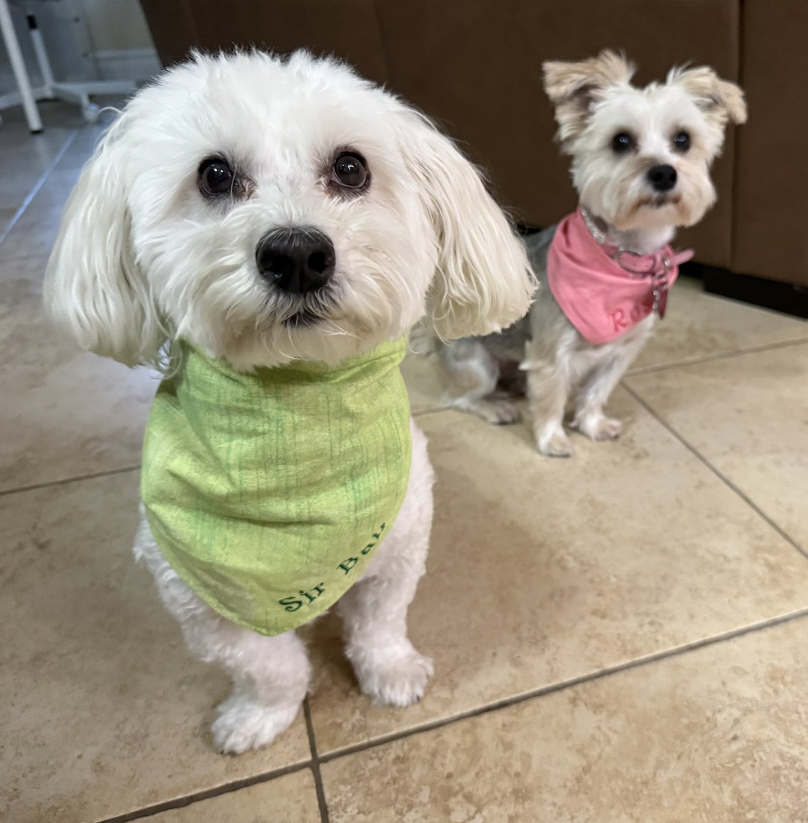 SirBailey2's tweet photo. I’s wanted to show yous how handsome. Me’s looks in me’s monogrammed bandannie 😁💚 But I’s take this time to tell yous dear frens. An little known fact. About Rosie🌹😁 Daddy hims nickname for hers. It’s Smidge. Short for Smidgen 🩷🐶🐾 #dogsofx #dogsoftwitter #adogslife #doggo #pets @CartersBandanas