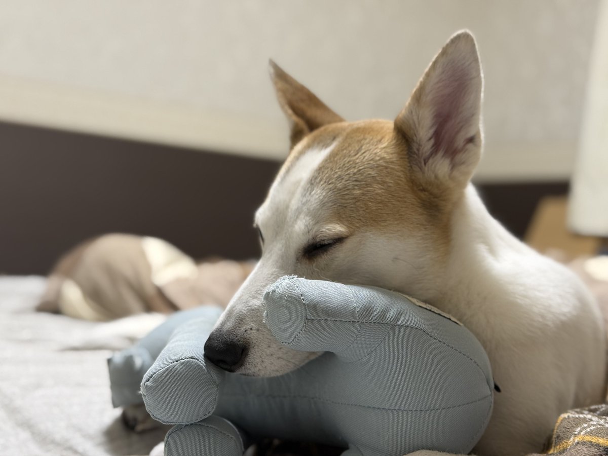 harumy0410's tweet photo. Getしたぬいぐるみを
絶対に取られないように死守しながら寝るワンコ🐶💤💤 https://t.co/9WmkjXu2kQ