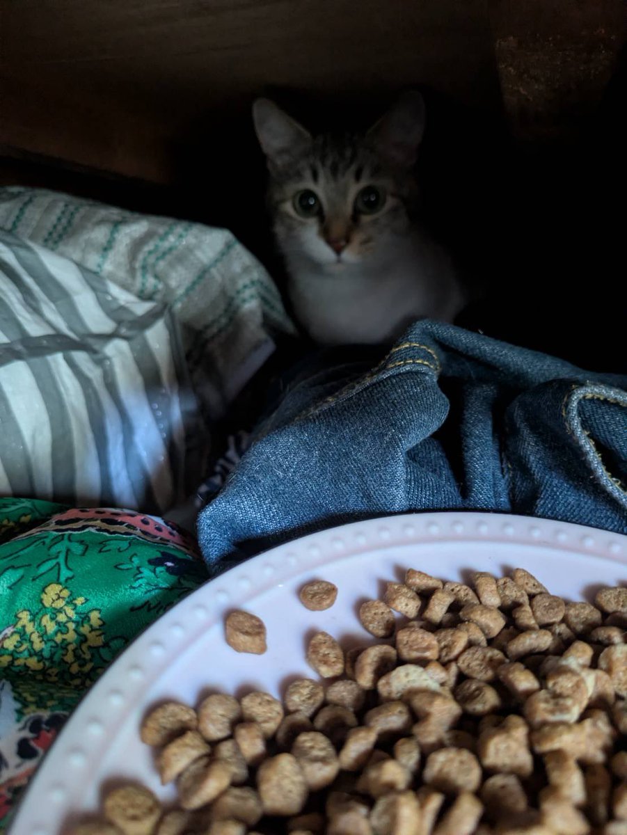 arinco1603's tweet photo. 【お礼】
猫見つかりました！！

外に逃げたと思ってたら部屋の押し入れの中に怖くて隠れてたそうです！！
ちゃむやっぱビビリだから窓から飛び降りたりしてないよね！！！
最初の投稿は削除予定ですが拡散、アドバイス頂いた皆様に御礼したくて
本当にありがとうございました！
猫好きって優しい！！ https://t.co/T1kQBEMs2c
