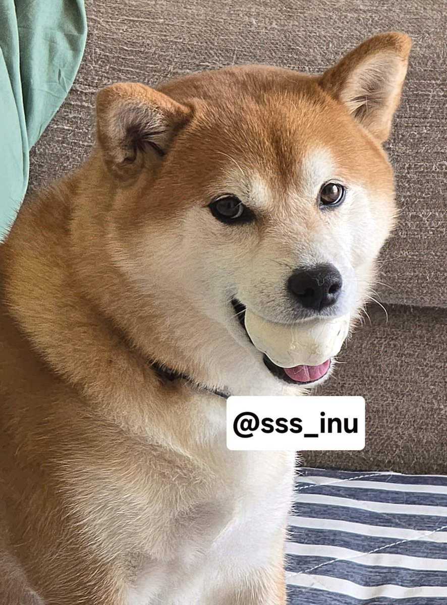 sss_inu's tweet photo. ボールは渡せない https://t.co/tsMFKgjHc5