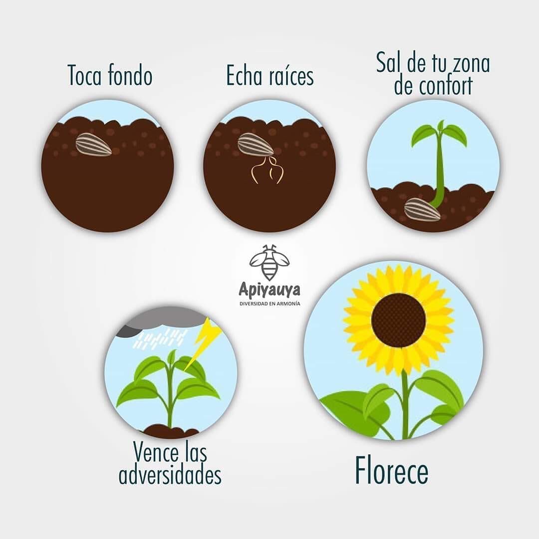 agriculturamex's tweet photo. Va de nuevo https://t.co/Nc1beXSX2d