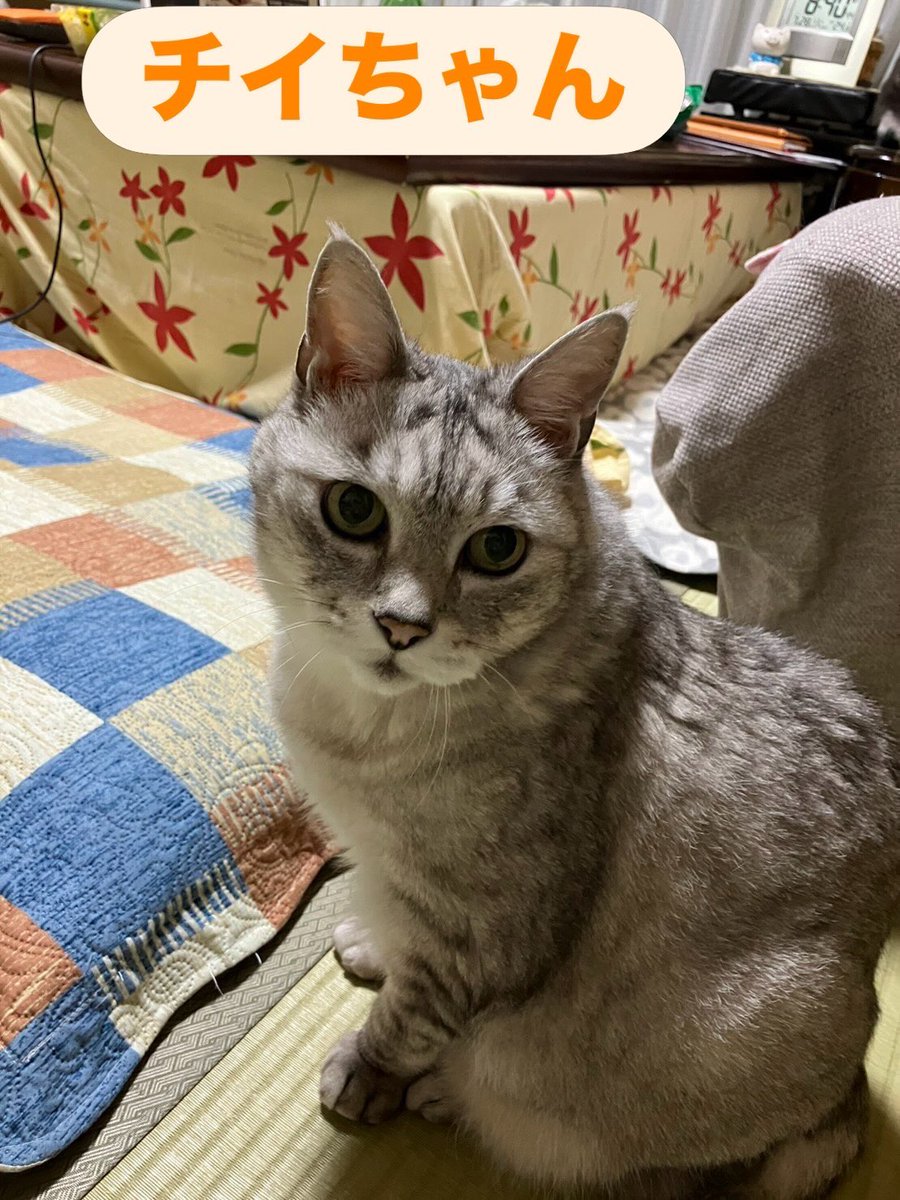 soineko_cat's tweet photo. チイちゃん・チョコちゃんの事前打ち合わせへ🐾

窓辺でのんびり過ごすチイちゃん☀️
ベッドの脇からそっと様子をうかがうチョコちゃん😊

当日に向けて、お世話の内容や普段の様子をしっかり確認させていただきました。
安心してお留守番できるよう心を込めてお世話いたします🍀 https://t.co/mCKobACJu1