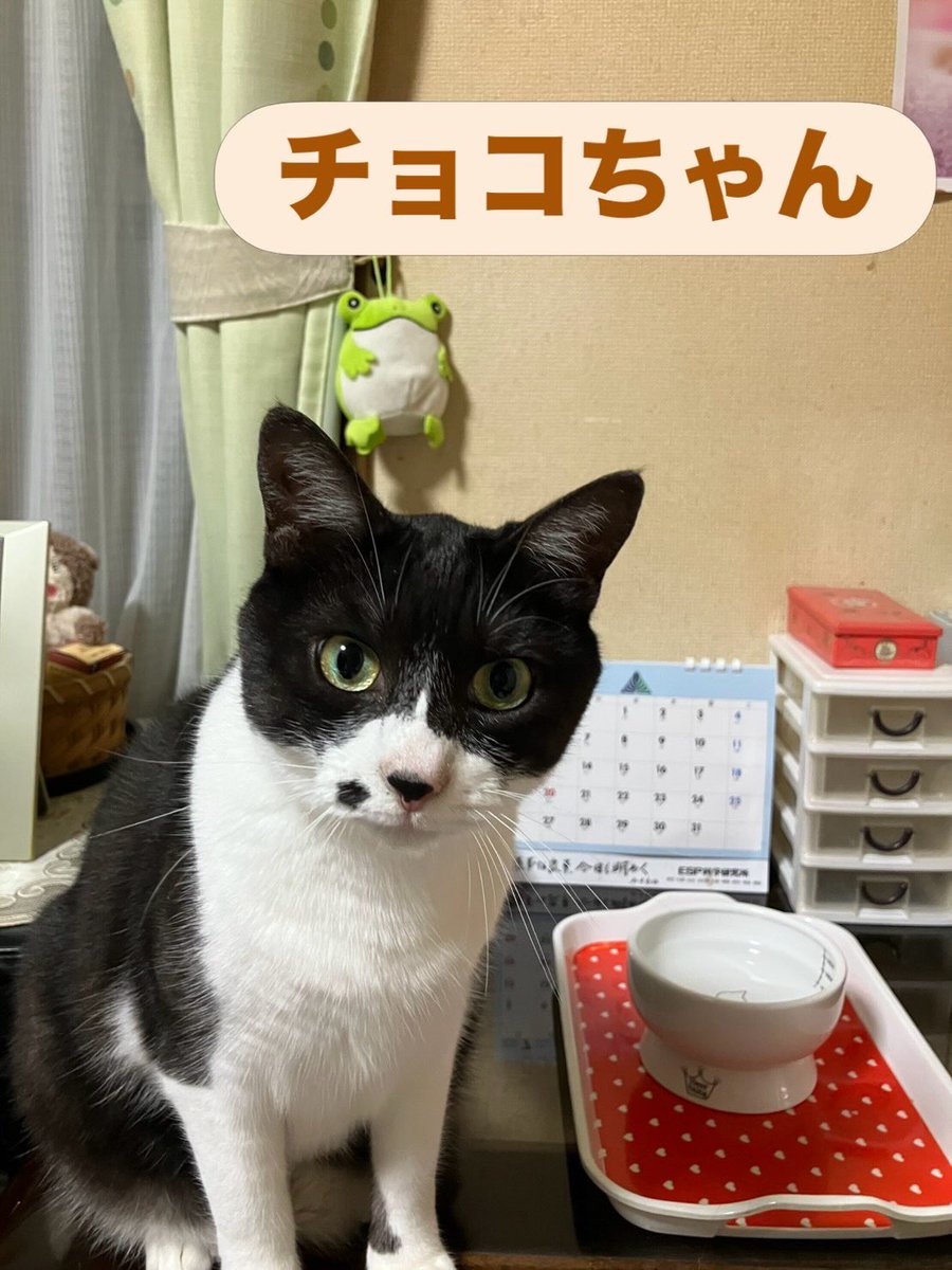soineko_cat's tweet photo. チイちゃん・チョコちゃんの事前打ち合わせへ🐾

窓辺でのんびり過ごすチイちゃん☀️
ベッドの脇からそっと様子をうかがうチョコちゃん😊

当日に向けて、お世話の内容や普段の様子をしっかり確認させていただきました。
安心してお留守番できるよう心を込めてお世話いたします🍀 https://t.co/mCKobACJu1