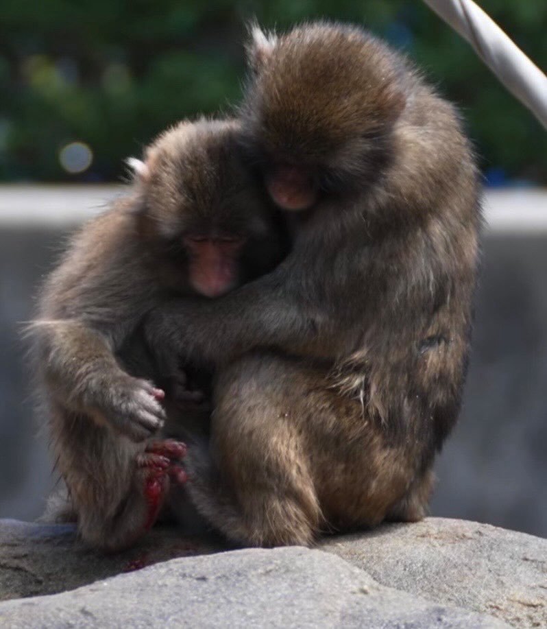 IrishTanaka04's tweet photo. @JackieSerf74424 @ichikawa_zoo Yes us crazies we get worried, specially on images like this and hearing him cry unlike those who don't have compassion and are heartless 🤷‍♀️ https://t.co/UaPiPYW29y