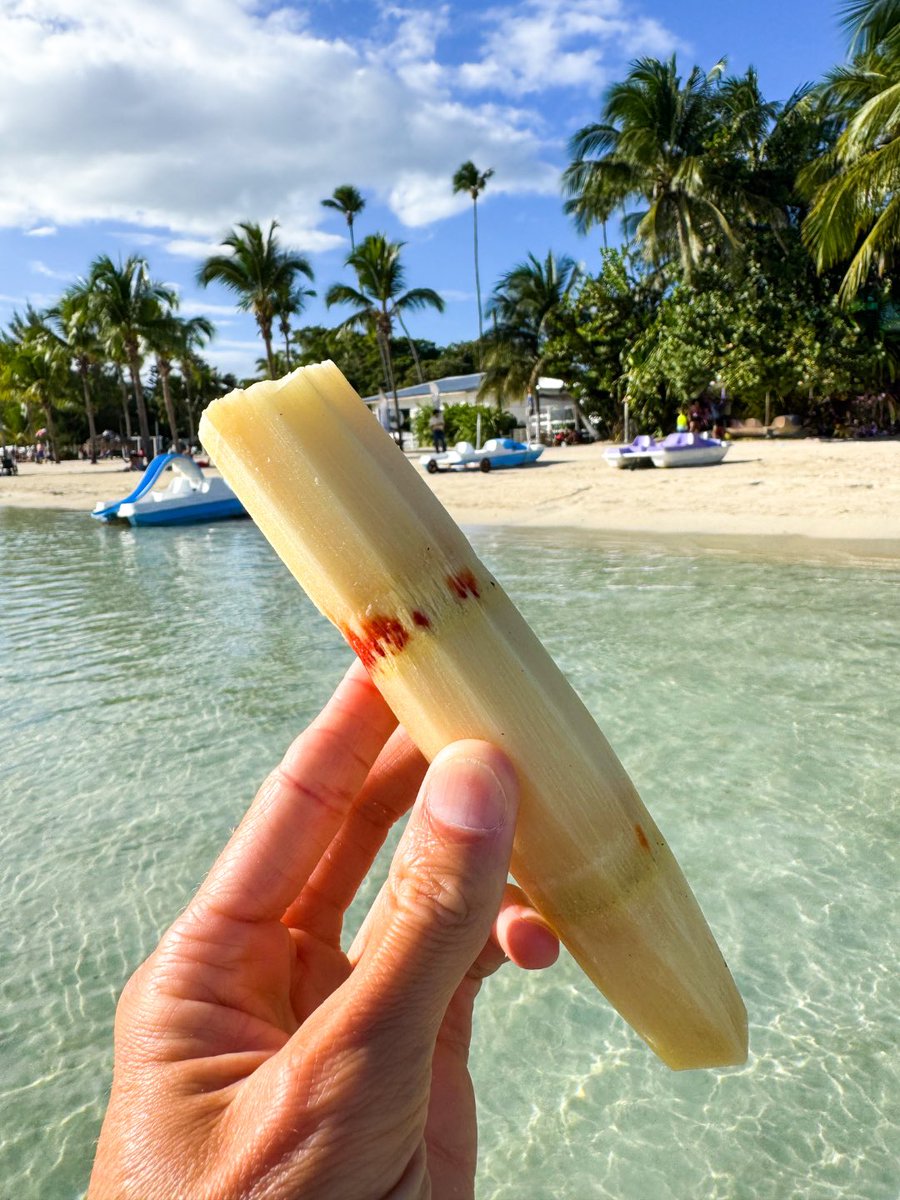 mrmiamiwellness's tweet photo. life in the tropics — always a blast visiting the fatherland, the only country in the entire world with the #HolyBible still on its flag, the DR has it all, Godspeed! @godomrep 🦁☀️🐠🇩🇴🍍🏝️🥥🐆 https://t.co/3tErnYQszH