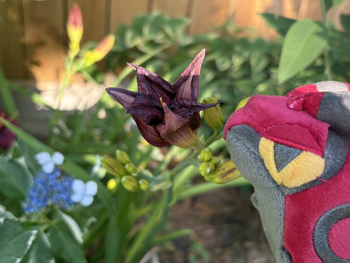 bellaivynui's tweet photo. This bloom is withering, but it still has a sort of grace to it. 💜 https://t.co/PvmlfvByJd