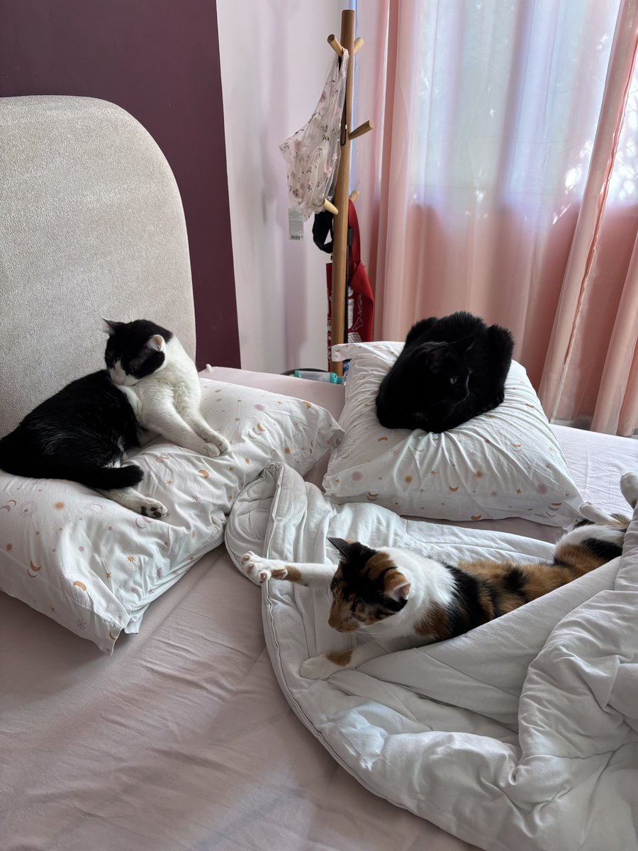 trostes's tweet photo. paguei 3 dígitos num travesseiro e eu mesma nunca consigo dormir nele pq algum gato chega primeiro https://t.co/qtoLzG5kxf
