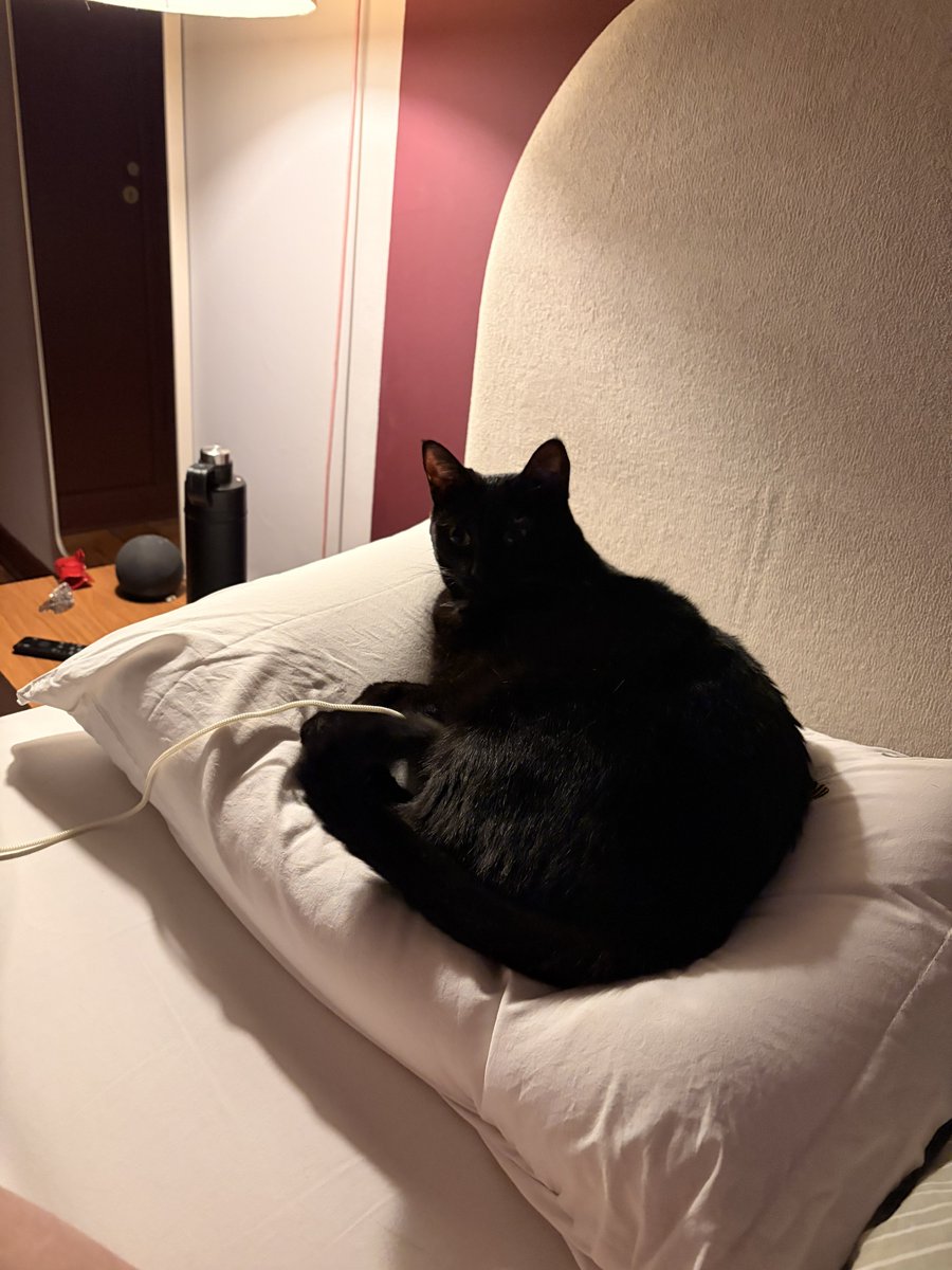 trostes's tweet photo. paguei 3 dígitos num travesseiro e eu mesma nunca consigo dormir nele pq algum gato chega primeiro https://t.co/qtoLzG5kxf