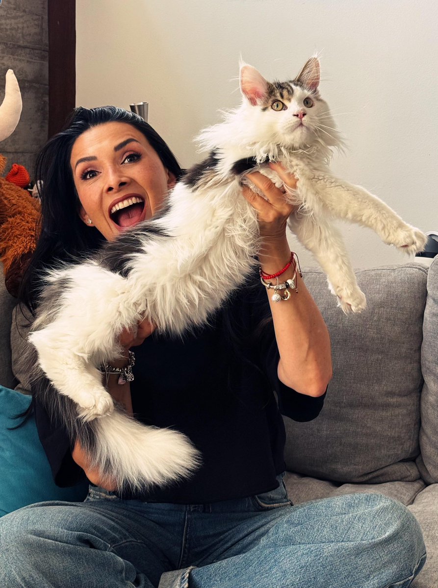 DalilahPolanco's tweet photo. El mes a mes de aquel “pequeñito” que llegó a mi vida a este gigante que hoy llena mi casa y mi corazón. 🐾💜 Feliz primer cumpleaños, PaCha. Gracias por tanto amor. ✨🐱 

Tooooodas las fotos las pueden ver en Instagram 😉

#ChingazoDeBesos 💜 #ChingazoDeAmor https://t.co/h7fFY7Z9co