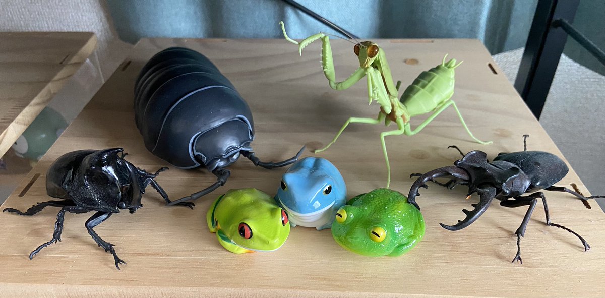 yako_2434's tweet photo. 可愛すぎるカエル🐸たちwith昆虫🐜 https://t.co/TwVptjT8wO