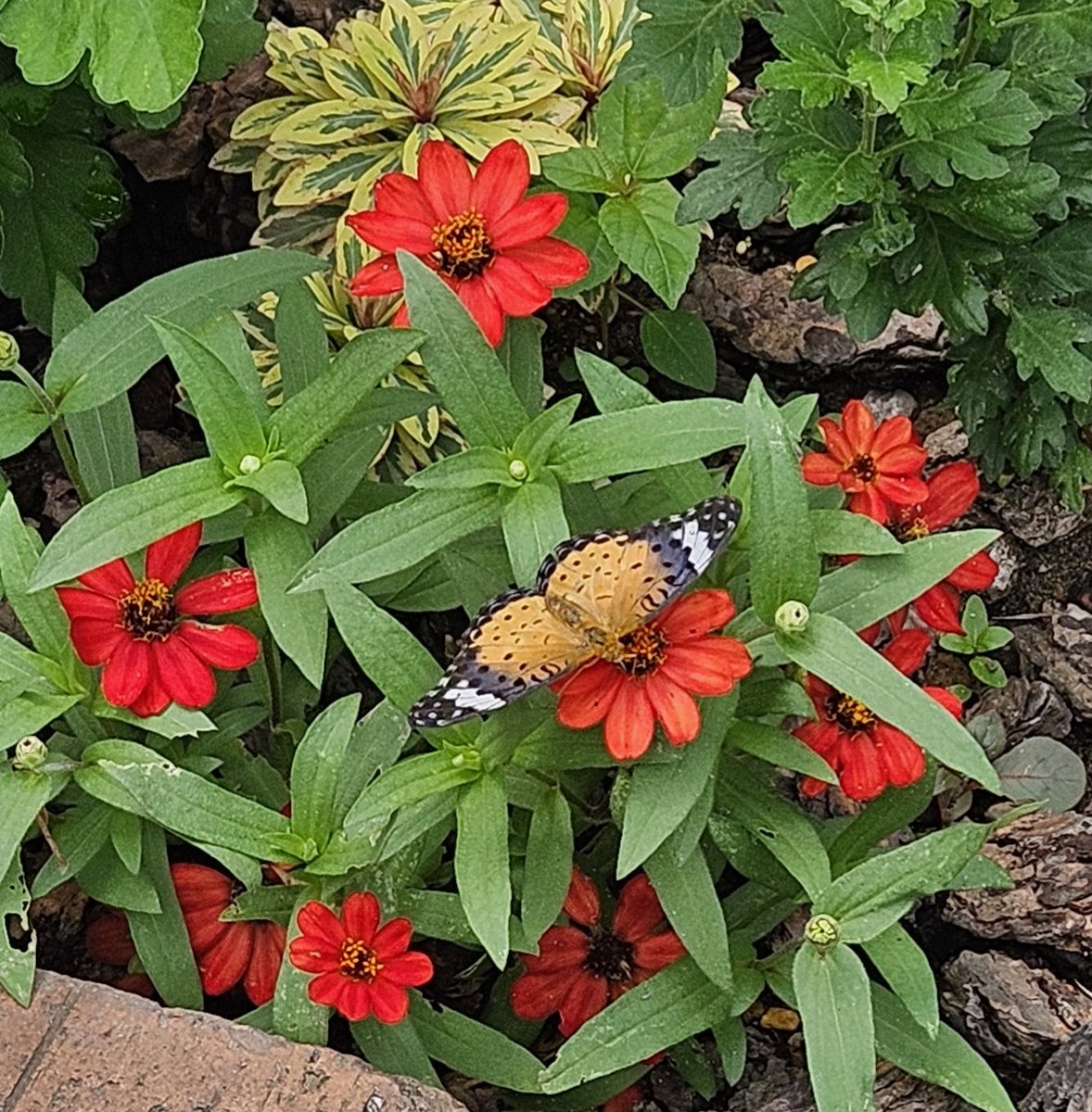 Aluna_ron's tweet photo. アンゲロニアの支柱をしようと外に出たら、花壇のドリンクバーにお客様が来てた🦋
昨日は庭で青っぽい蝶が来てたけど、多分アオスジアゲハかな
とりあえず、蝶はいいけど幼虫はご遠慮いただきたい https://t.co/CEioK8xaZR