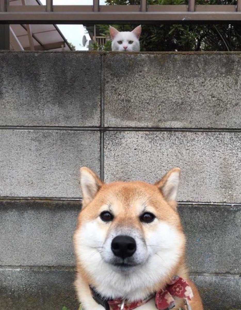 present_sub5's tweet photo. 後ろからとんでもなく視線を感じる画像見て https://t.co/jDTBjOceZH