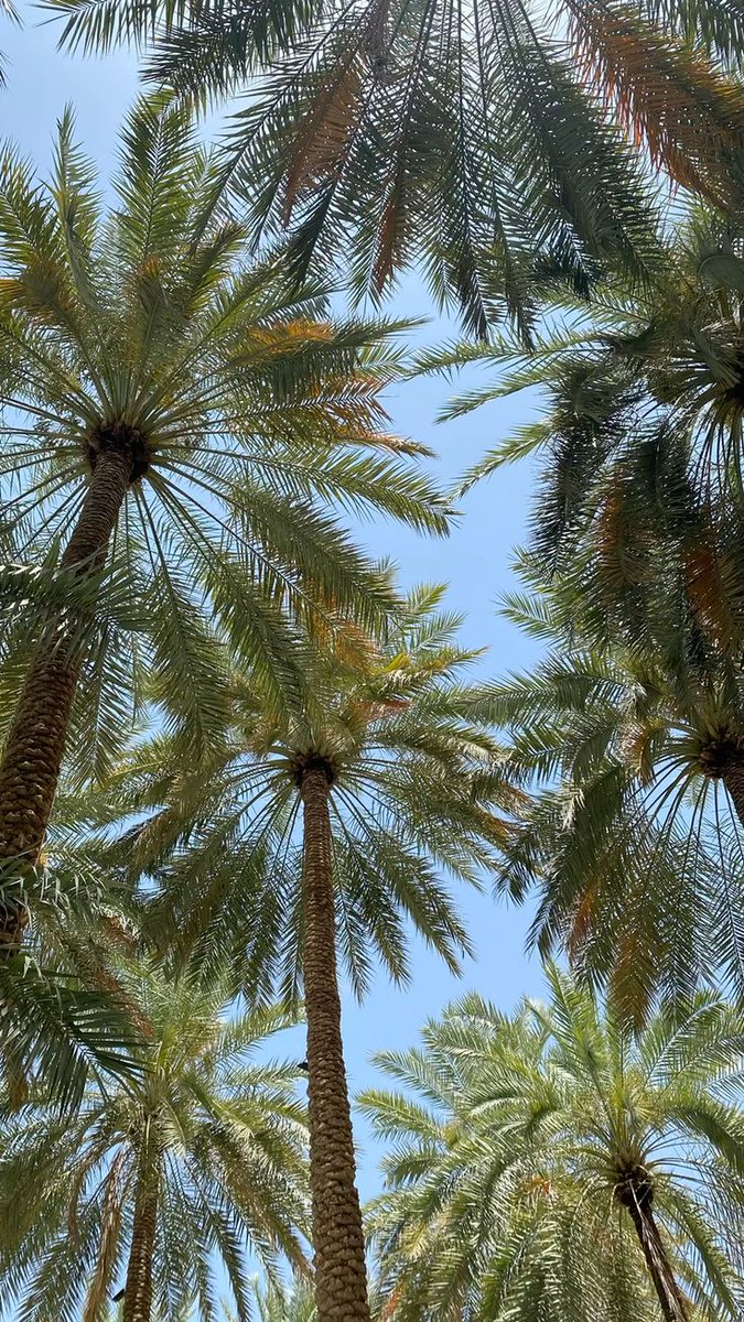 Rose99810's tweet photo. وإذا القلوبُ على الإلهِ توكّلتْ
ما ضرّها عُسرُ الحياةِ وربُّها يكفيها https://t.co/VNAwCopRda