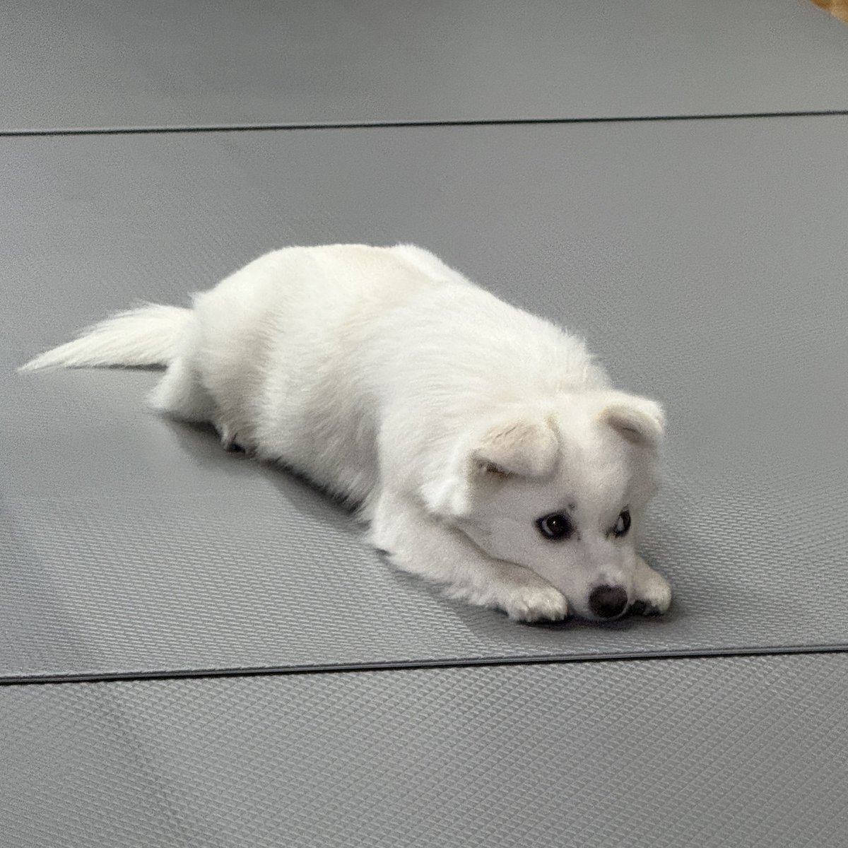 cotton_bong2's tweet photo. 뭔가 바라는 눈치
근데 그걸 주인이 알잘딱깔센으로 알아차렸으면 좋겠는 눈치 https://t.co/uJhjmIzxTq